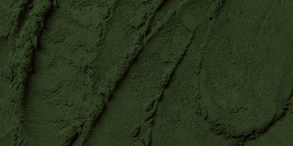 Spirulina in polvere, macinata ed essiccata