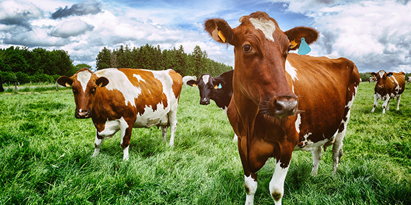 Mucche al pascolo: materia prima per il collagene grass-fed nu3