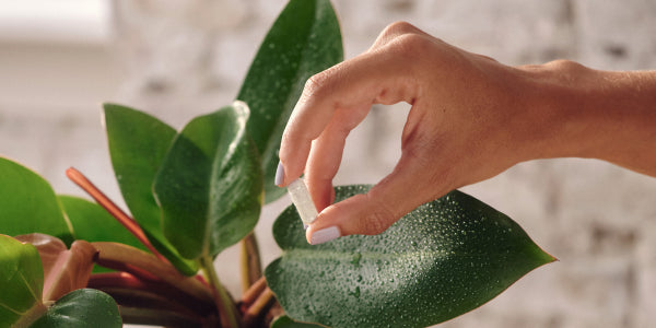 Capsula in una mano